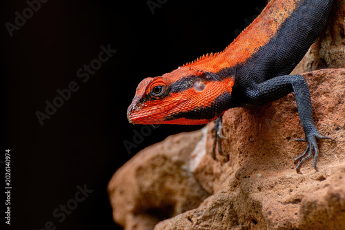 Obraz na płótnie A breeding male of Peninsular Rock Agama Lizard (Psammophilus dorsalis) basking