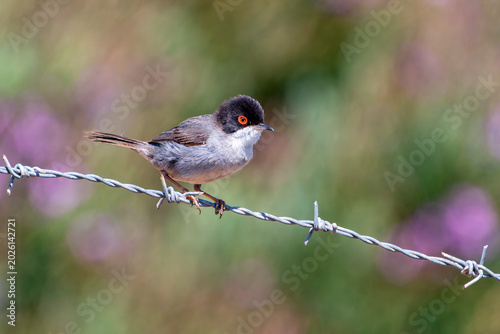 Sardinian Warbler perched on a barbed wire.
