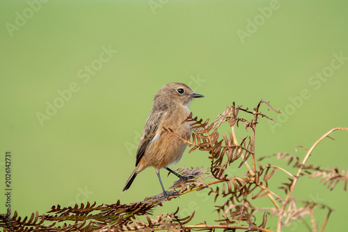 Female European Stonechat perched on a branch.