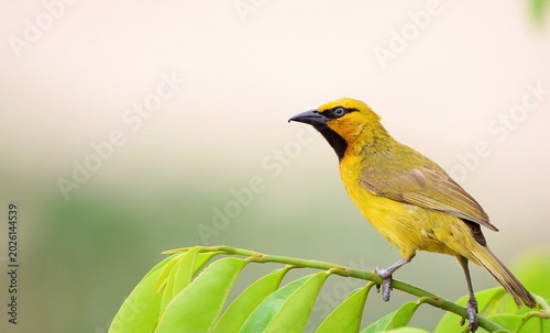 Vibrant yellow bird with black throat perched on a green branch