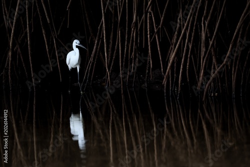 Elegant white egret stands in dark mangrove roots with water reflection