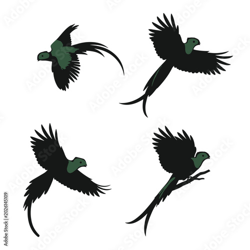 Photography Resplendent quetzal vector set featuring exotic tropical birds flying with long