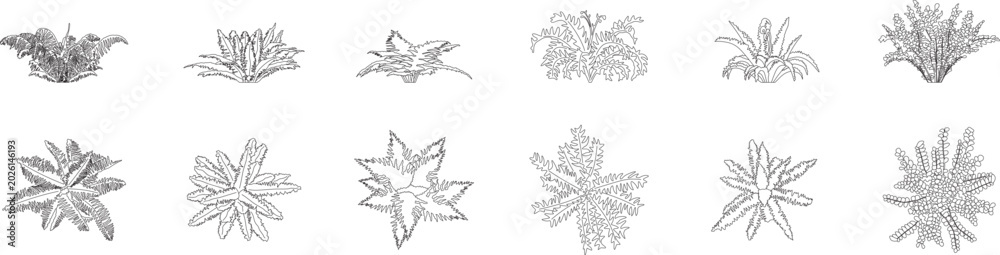 Fototapeta premium Fern architectural trees, plant, landscape, floor plan, vegetation, elevation, top and front view, plan, blueprint, editable stroke, vector