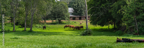 Foto Panoramic countryside view of a rustic barn with horses grazing peacefully on lu