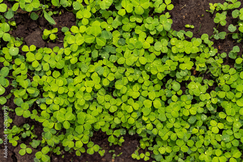 Micro clover plants growing on dark soil with water drops. Top view nature background photography. Spring gardening and botany concept. Design for wallpaper, banner, poster, postcard. 