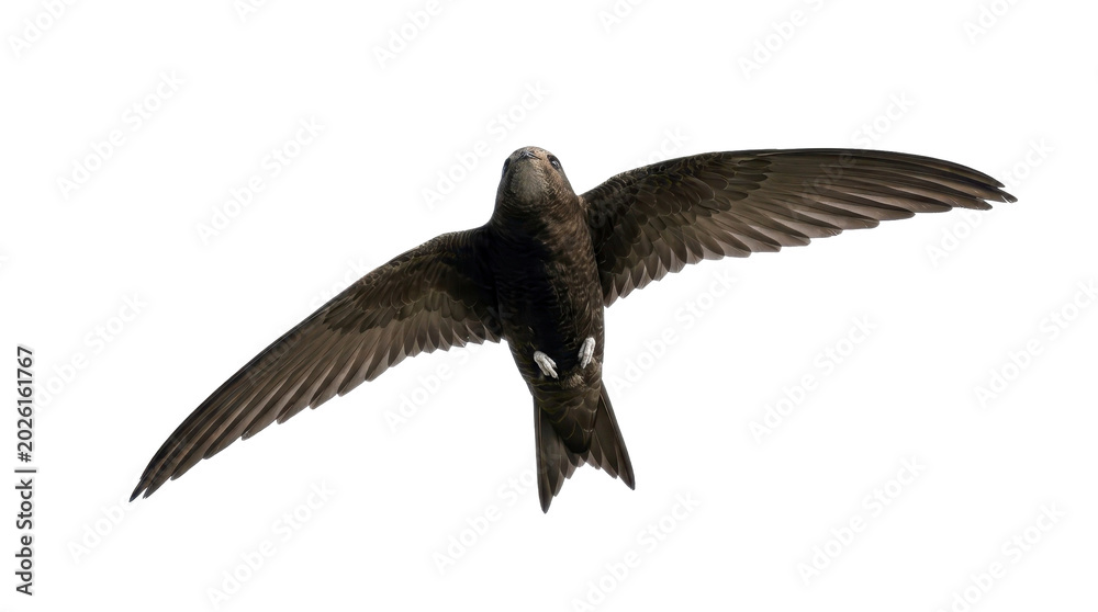Fototapeta premium Common Swift bird in flight on a transparent background PNG image