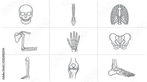 Bild auf Leinwand Human skeleton anatomy set showing various bones of the human system