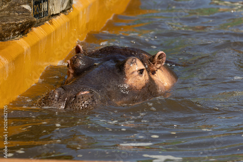 Schilderij op canvas A Majestic Hippopotamus Gracefully Floating in Calm Waters with Its Head Elegant