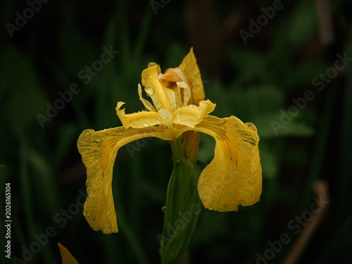 Fotografía Yellow Iris Flower Close-Up With Dew On Petals Against Dark Green Background