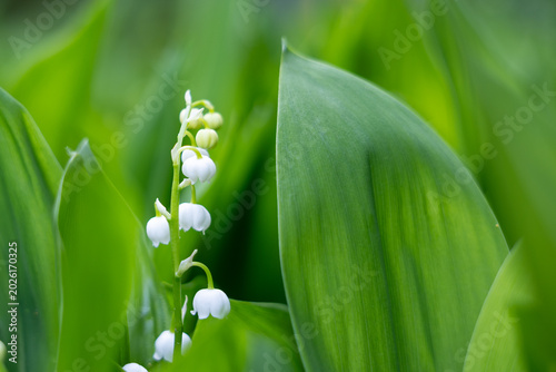 Bild auf Leinwand Lily of the valley among green leaves with soft background and copy space