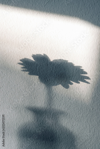 Minimalist shadow of a flower on textured wall with soft light and abstract composition