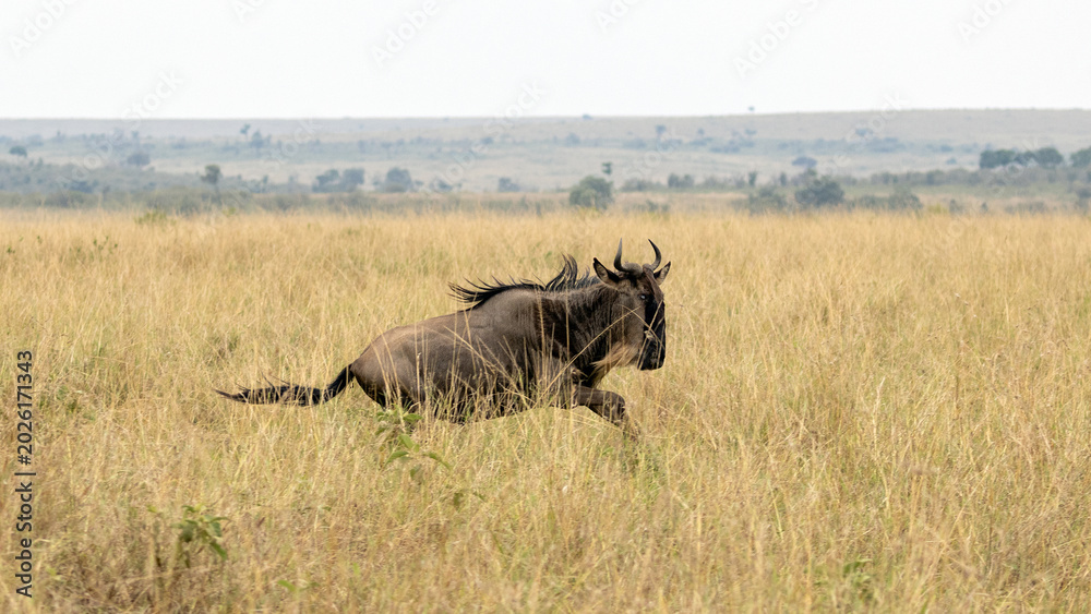 Fototapeta premium Lone Wildebeest running during great migration from Tanzania to Kenya in east Africa