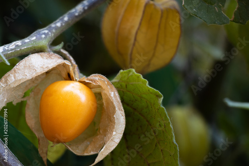 Cuadro en lienzo Aguaymanto maduro, (Physalis peruviana L