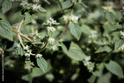 Quadro em tela Minthostachys mollis, conocida comúnmente como muña, planta medicinal andina