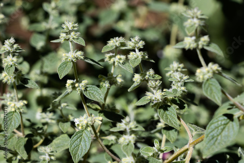 Foto Minthostachys mollis, conocida comúnmente como muña, planta medicinal andina