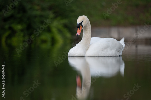 Tableau sur toile Mute Swan Resting on Calm Water with Reflection