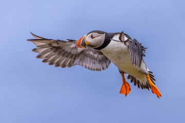 Atlantic Puffin flying on blue sky
