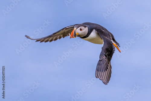 Atlantic Puffin flying on blue sky