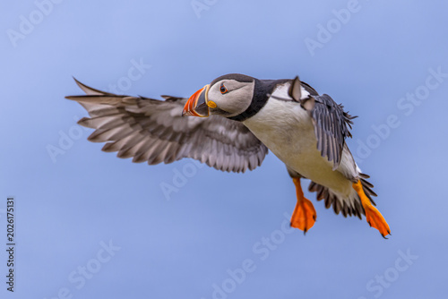 Atlantic Puffin flying on blue sky