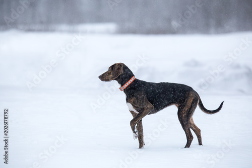 Female plott hound standing in the snow