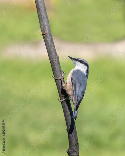 Eurasian nuthatch resting on a stick in the warm summer light