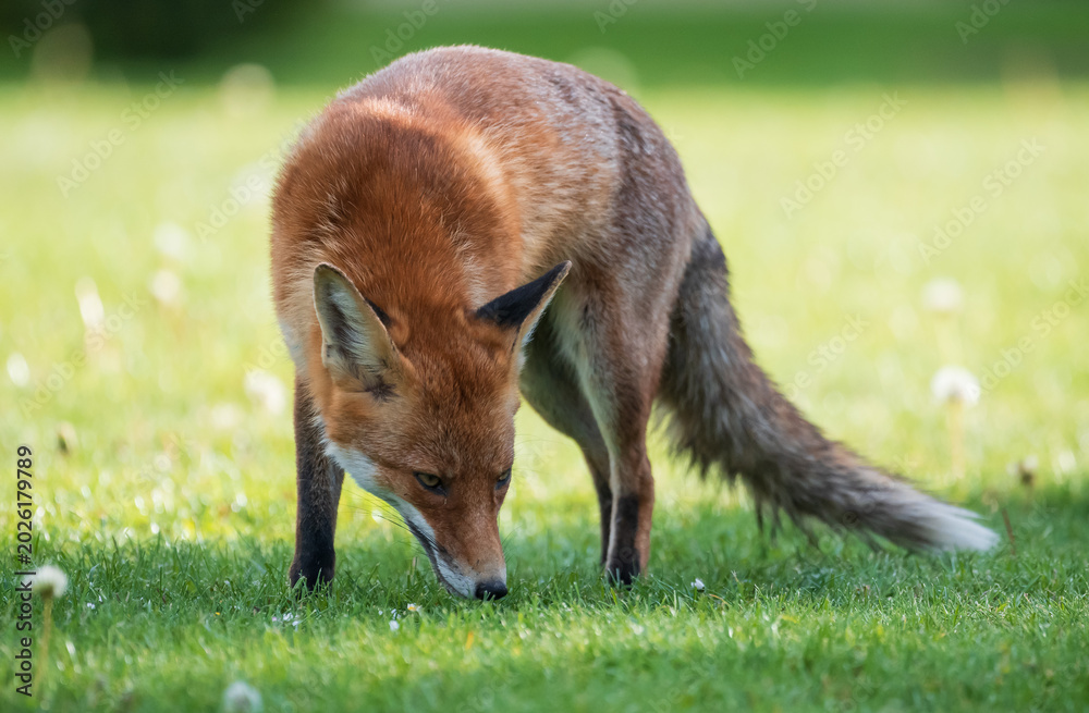 Obraz premium red fox portrait