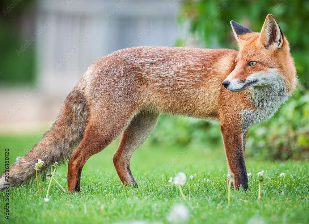 Naklejka premium red fox portrait