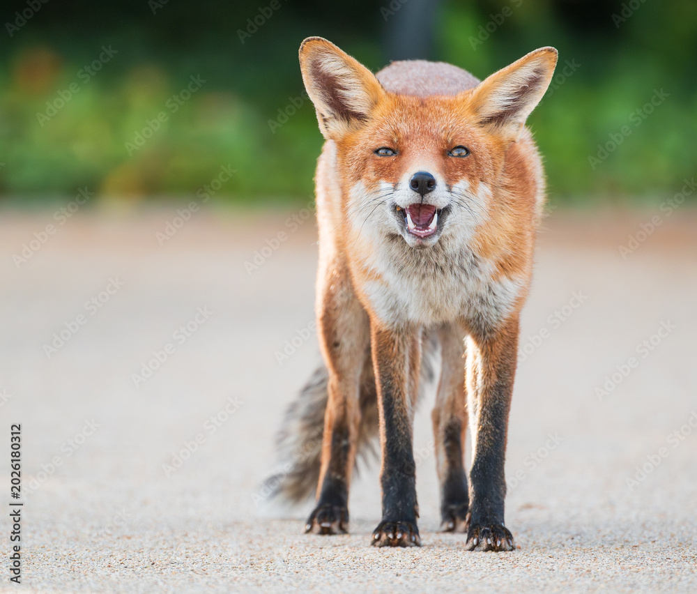 Fototapeta premium red fox portrait