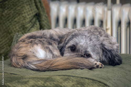 dog sleeping on the bed