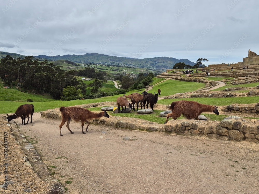 Fototapeta premium Several llamas crossing dirt path at ancient ruin