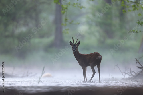 Fotografie Sarna europejska (Capreolus capreolus) roe deer