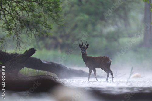 Fotografie Sarna europejska (Capreolus capreolus) roe deer