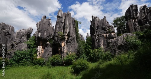 Stunning limestone karst formations rise amidst green bushes at Shilin Stone Forest in Yunnan. Camera pans left to show towering, jagged pillars and deeply weathered grey rock walls