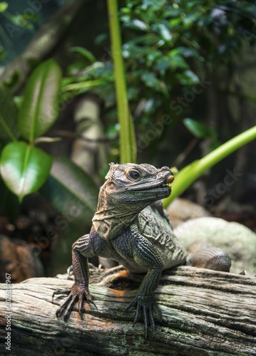 Rhinoceros Iguana (Cyclura cornuta) on a tree trunk, prevalent in Hispaniola, captive