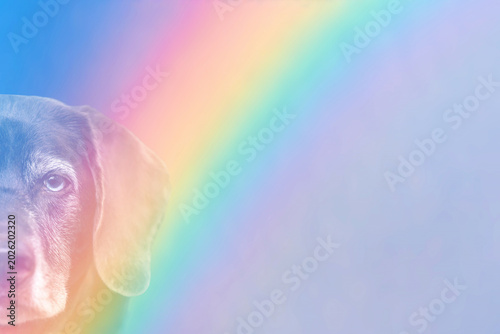 Photos Close-up old dog portrait on rainbow background, memorial theme, rainbow bridge