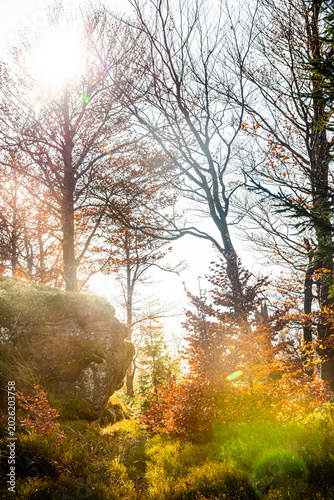 Sunbeams shining through autumn beech trees in a misty forest with bright lens flare
