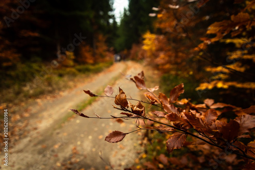 Close up of autumn beech tree branch with brown leaves on a blurred dirt forest road background