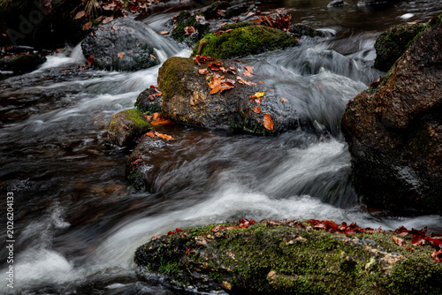 Vibrant autumn river cascade on Cerna Desna with colorful fallen leaves on mossy boulders