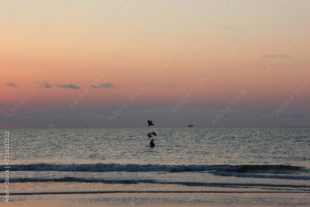 Fototapeta premium Birds flying at beach during sunset
