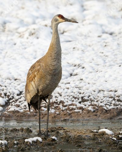 Photos Sandhill Crane (Antigone canadensis) Yellowstone National Park