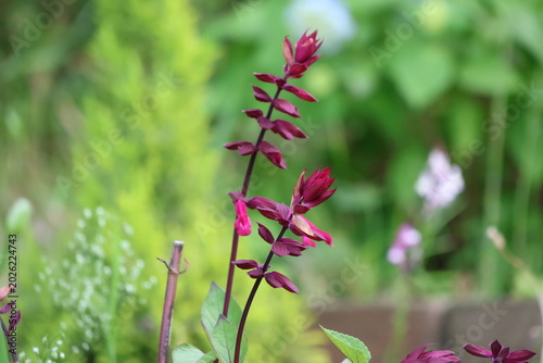 Tableau sur toile Salvia flowers swaying in the field