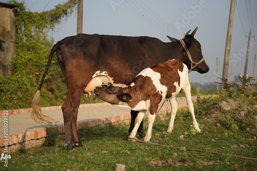 Fényképezés A mother cow nursing her young calf in a rural outdoor setting, showcasing the n