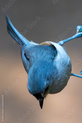 Photography Titmouse perched vertically