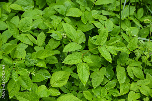 Fotografie Ground elder (Aegopodium podagraria), a dreaded weed that grows quickly and chok