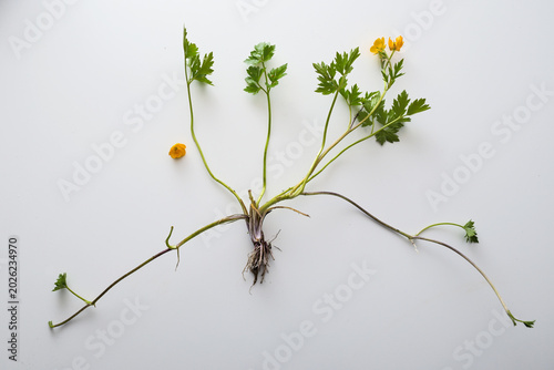creeping buttercup (Ranunculus repens), whole plant with yellow flowers, leaves and roots for identification on a gray background with shadows, perennial weed, copy space