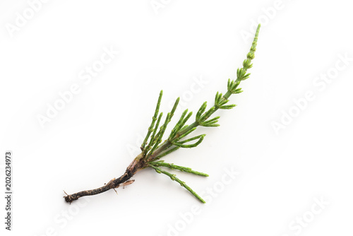 Schilderij op canvas Field Horsetail (Equisetum arvense), dreaded weed but also an important medicina