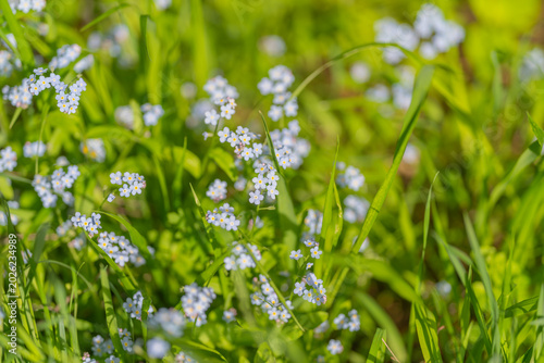 Wildflower lawn suggesting low maintenance landscaping and biodiversity with scattered blue blooms, tall grasses and mixed foliage ideal for eco friendly outdoor design projects