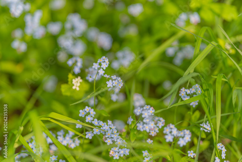 Konstfotografi Clustered miniature blue flowers form natural and organic visual pattern