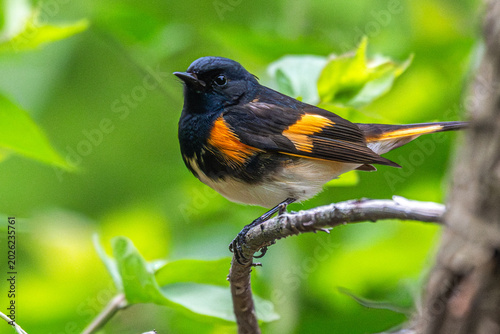 Canvastavla Closeup of a redstart perched in a tree.