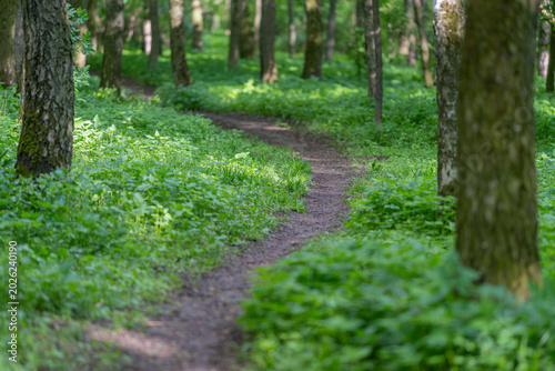 Serene green walkway. Peaceful trail with lush foliage. Calm pathway lined by vibrant plant life. Tranquil shaded lane enveloped in flourishing greenery and gentle light